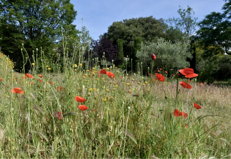 Plus de Friches Urbaines naturelles
