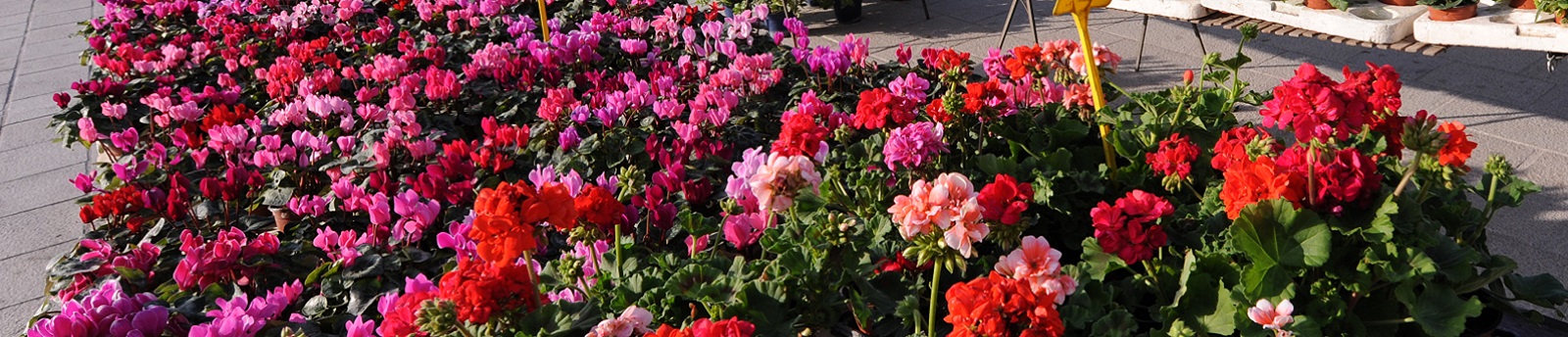 Les Marches Aux Fleurs Ville De Marseille