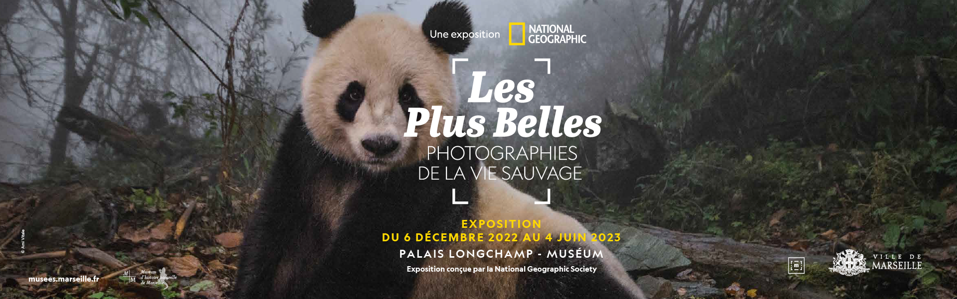 Les meilleures photographies de la vie sauvage de la National Geographic