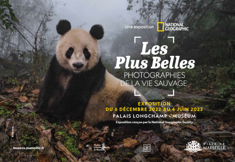 Les meilleures photographies de la vie sauvage de la National Geographic