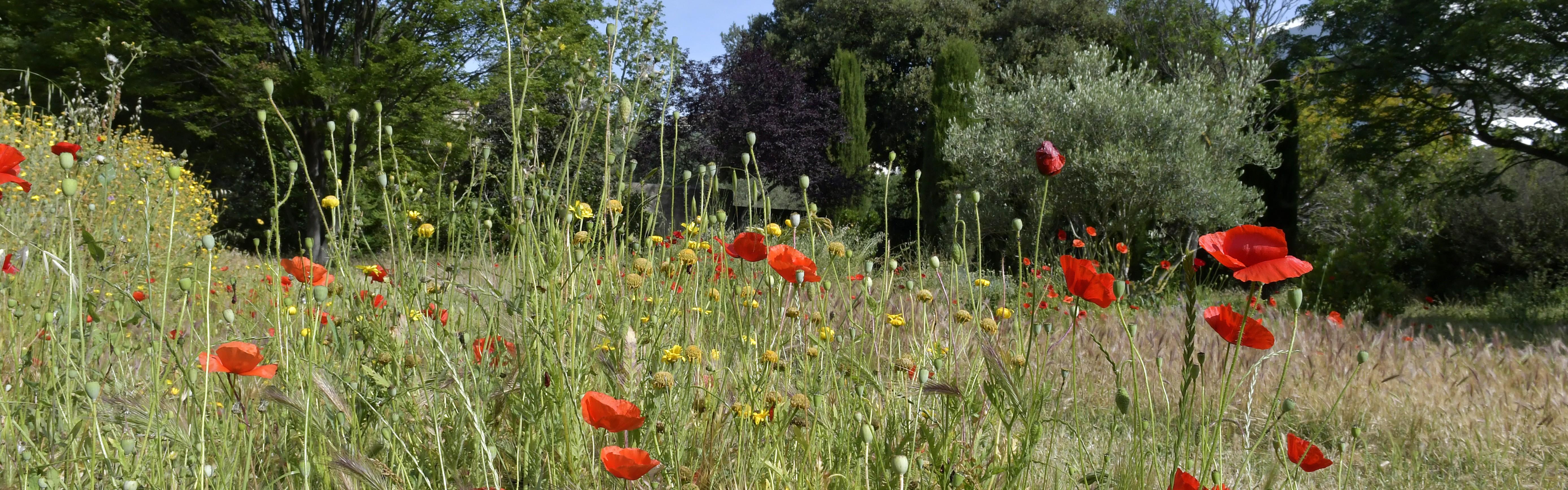 Plus de friches urbaines naturelles